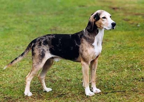 Норвезький Гончак