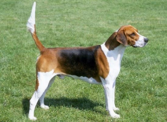 English Foxhound