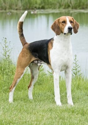 English Foxhound