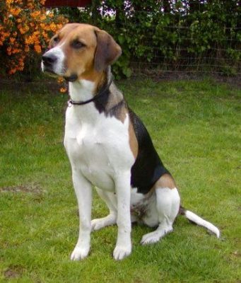 English Foxhound