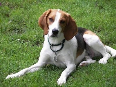 English Foxhound