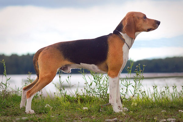 Естонський Гончак