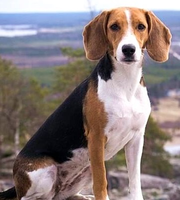 Estonian Hound
