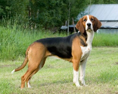 Finnish Hound