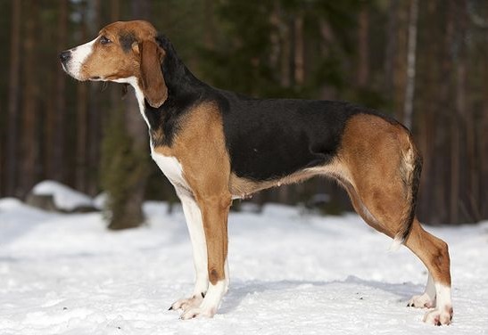 Finnish Hound