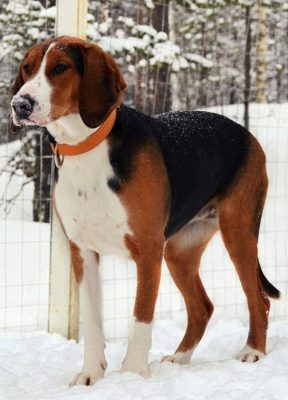 Finnish Hound