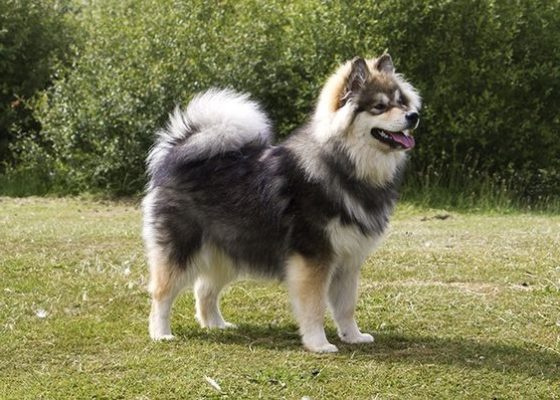 Finnish Lapphund