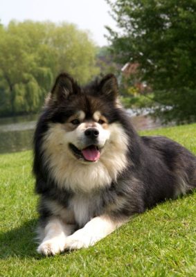 Finnish Lapphund
