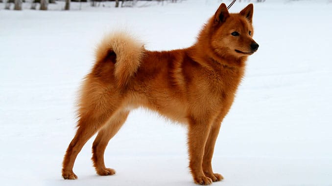 Фінський Шпіц