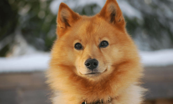 Finnish Spitz