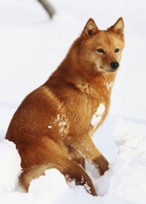 Finnish Spitz