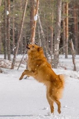 Finnish Spitz