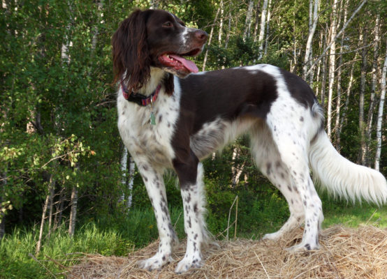 French Spaniel