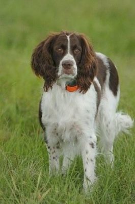 French Spaniel