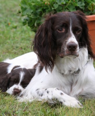 French Spaniel