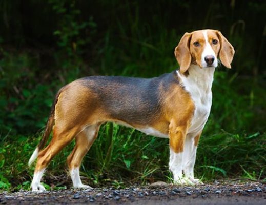 German Hound