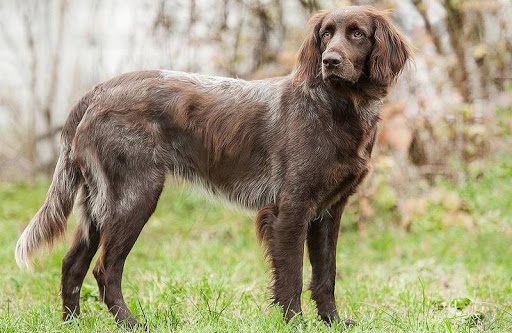 Німецький Лангхар