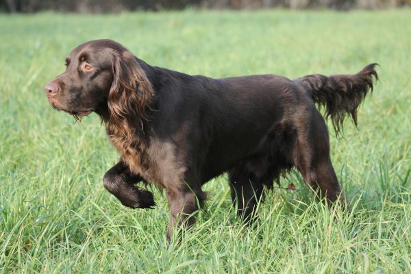 German Longhaired Pointer