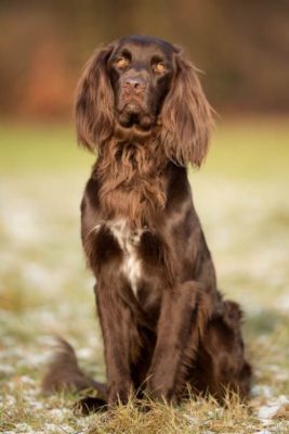 German Longhaired Pointer