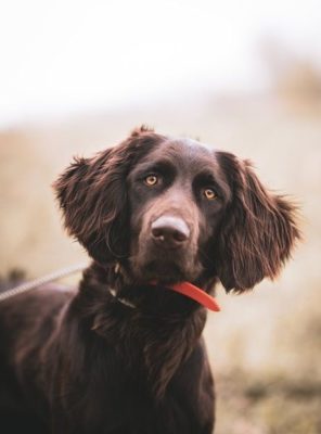 German Longhaired Pointer