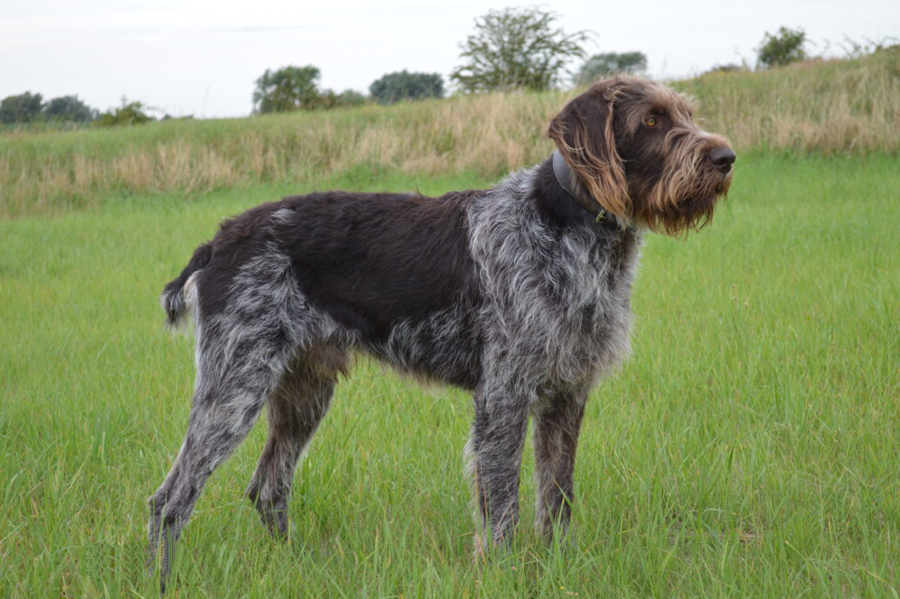 Німецький Штихельхар