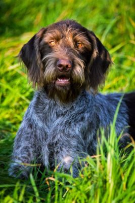 German Roughhaired Pointer