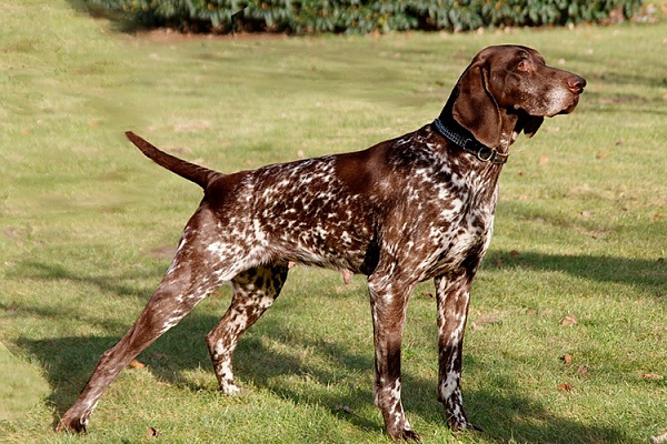 Німецький Короткошерстий Лягавий Собака