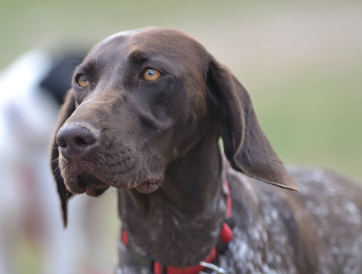 German Shorthaired Pointer