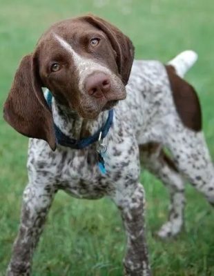 German Shorthaired Pointer