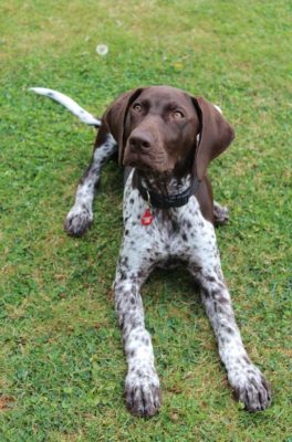 German Shorthaired Pointer