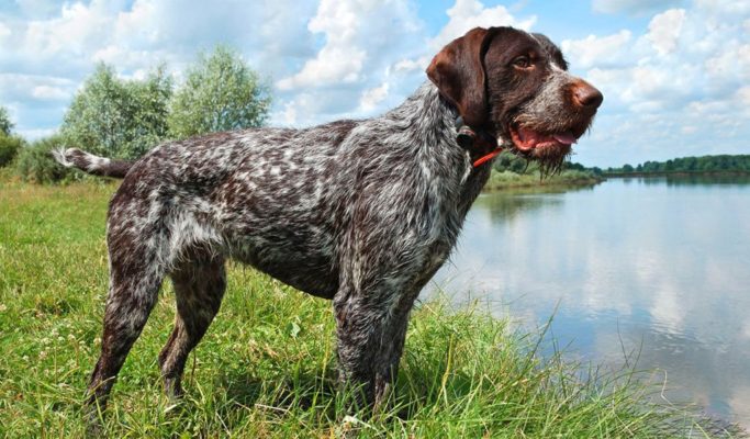 German Wirehaired Pointer