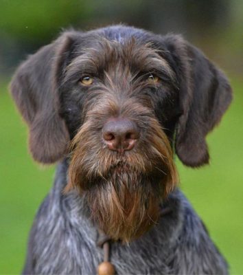 German Wirehaired Pointer