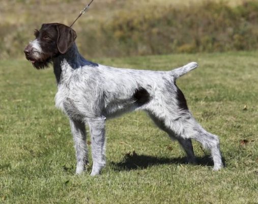 German Wirehaired Pointer