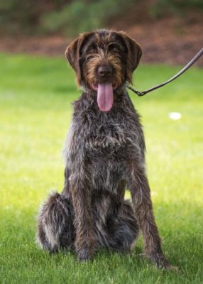 German Wirehaired Pointer