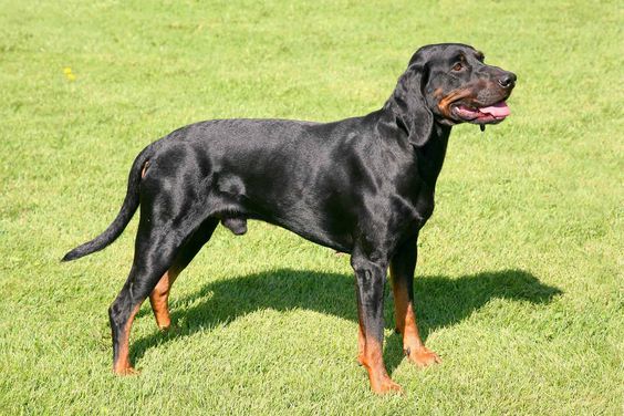 Польський Мисливський Собака