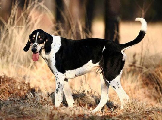 Grand Anglo-Français Blanc et Noir