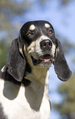 Grand Anglo-Français Blanc et Noir