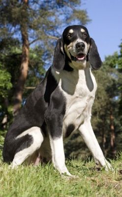 Grand Anglo-Français Blanc et Noir