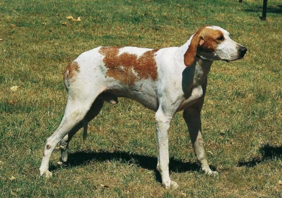 Grand Anglo-Français Blanc et Orange