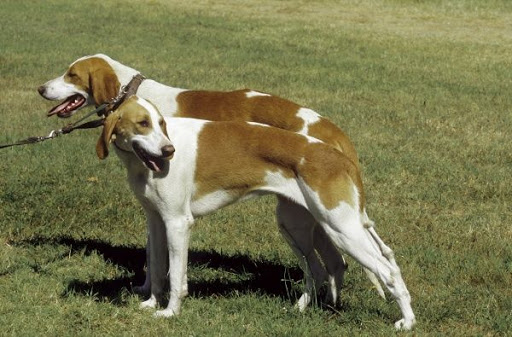 Grand Anglo-Français Blanc et Orange