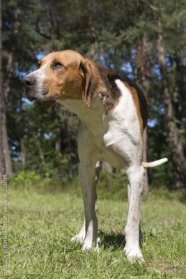 Grand Anglo-Français Blanc et Orange