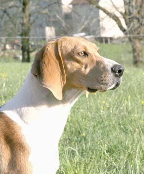 Grand Anglo-Français Blanc et Orange