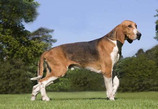 Великий Англо-французький Триколірний гончак