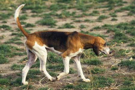 Grand Anglo-Français Tricolore
