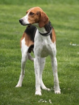 Grand Anglo-Français Tricolore