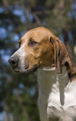 Grand Anglo-Français Tricolore