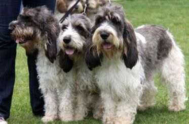 Grand Basset Griffon Vendéen