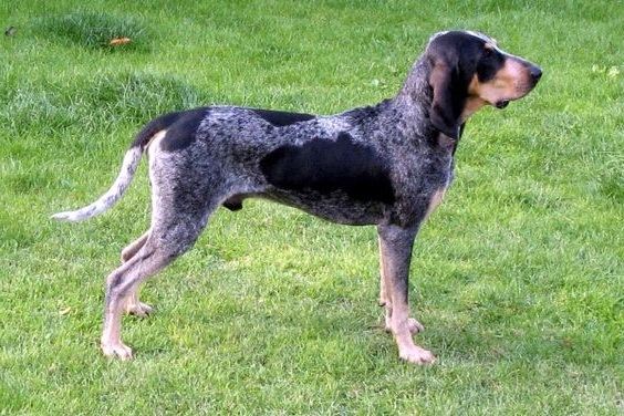 Великий Ґасконський Блакитний Гончак