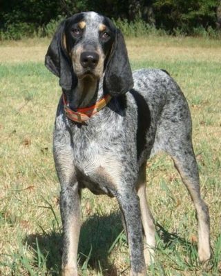 Grand Bleu de Gascogne