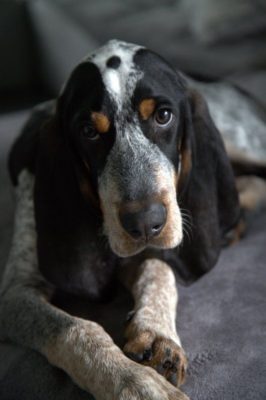 Grand Bleu de Gascogne